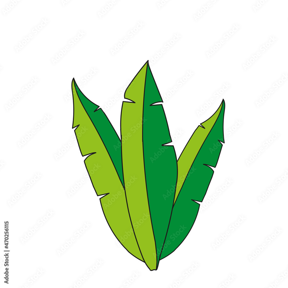 Vector Illustration of green exotic banana leaves isolated on a white background