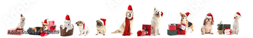 Photography Cute dogs with Santa hats and gifts on white background