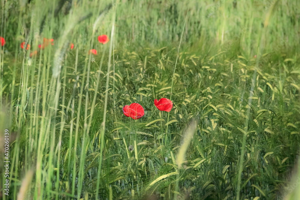 Poppies on green wheat field.