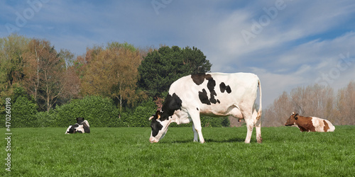 Holstein black and white cow in prairie