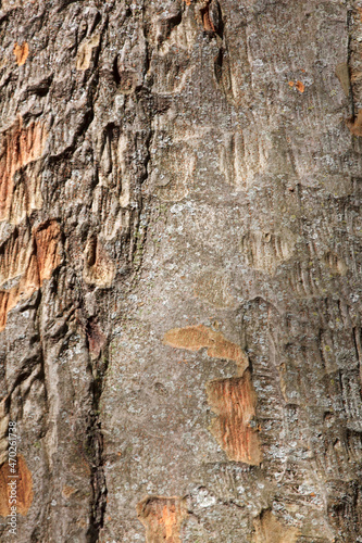 bark old tree. wood texture