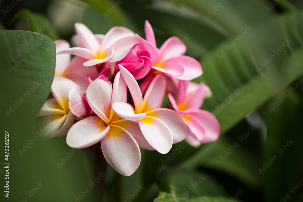 frangipani flowers Close up beautiful Plumeria. Amazing of Thai frangipani flowers on green leaf background. Thailand spa and therapy flower
