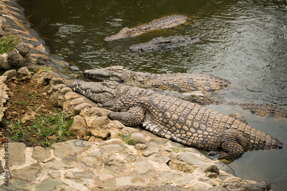 Obraz premium Crocodiles In A Crocodiles Farm ,Thailand
