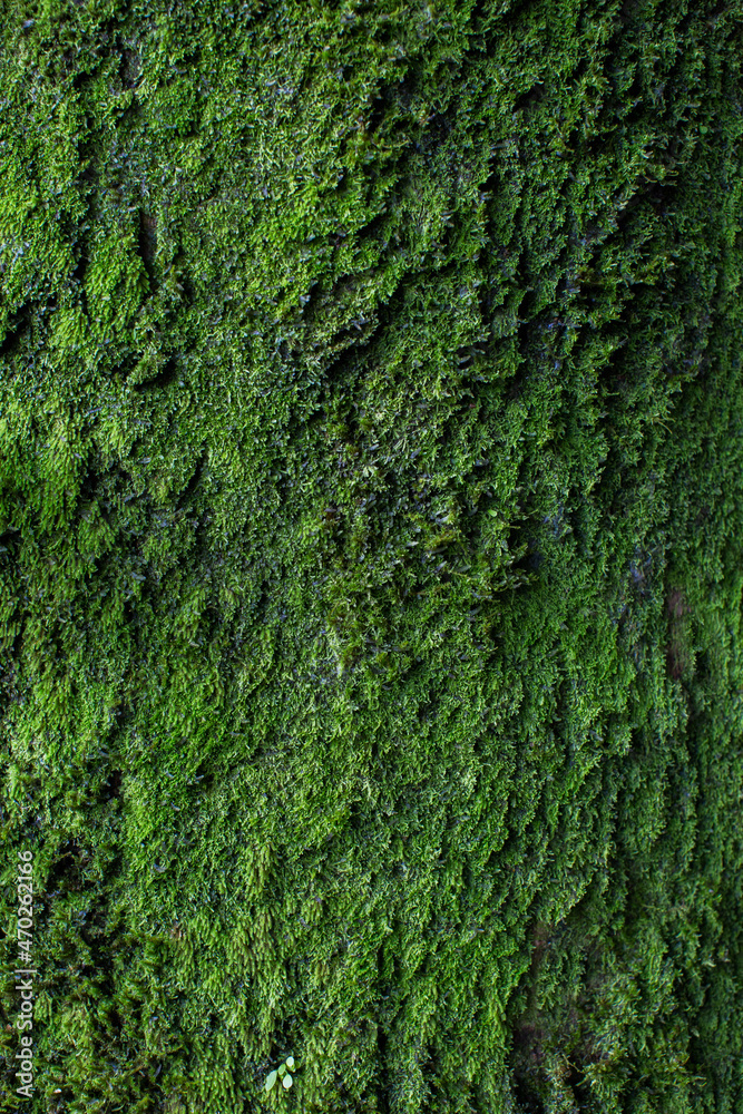 Moss texture. Moss background. Green moss on grunge texture, background