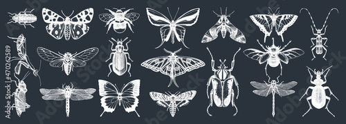 Hand-sketched insects collection on chalkboard. Hand drawn beetles, bugs, butterflies, dragonfly, cicada, moths, bee set in vintage style. Entomological vector drawings