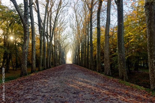 Allée principale du chateau de Chenonceau. Le château de Chenonceau est un château de la Loire situé en Touraine, sur la commune de Chenonceaux, dans le département d'Indre-et-Loire en région Centre-V