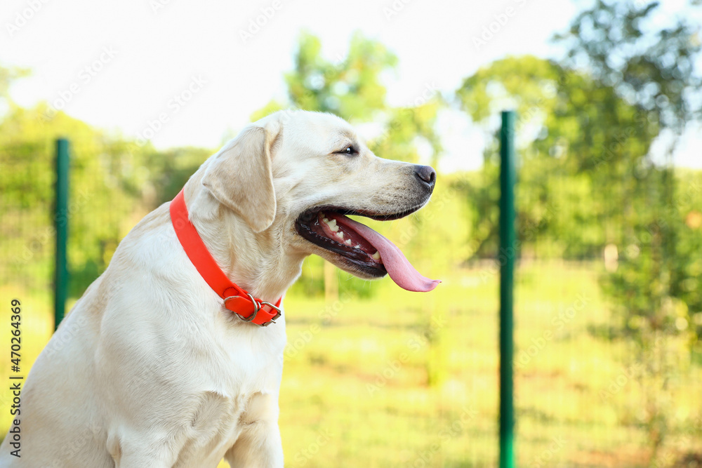 Cute Labrador dog in park