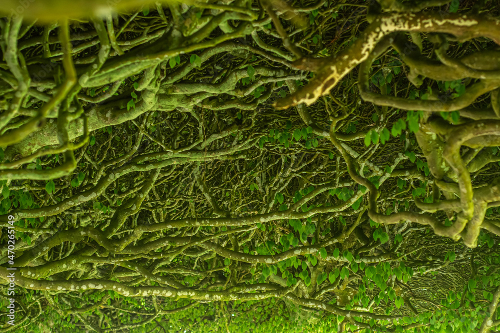 Obraz premium green branches roof 