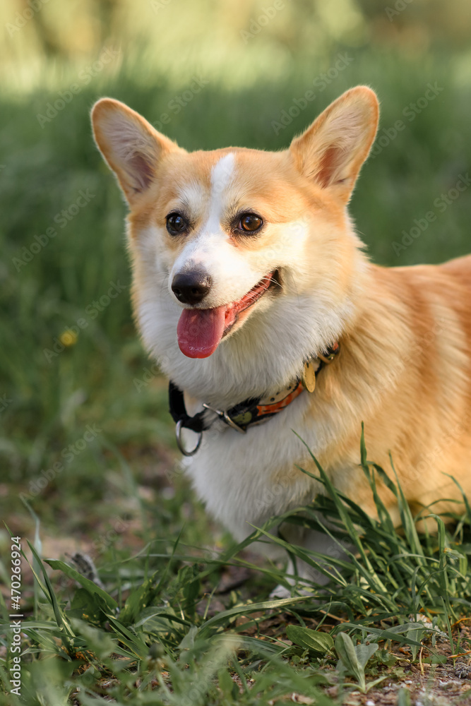 small dog corgi puppy summer in the forest