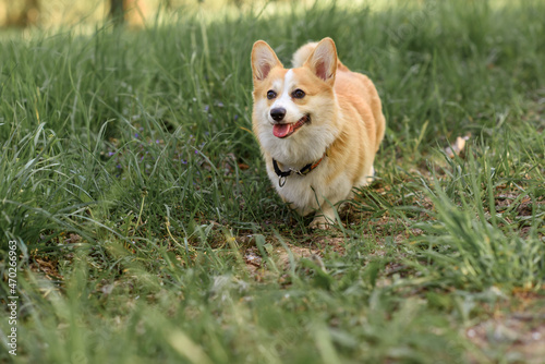 small dog corgi puppy summer in the forest