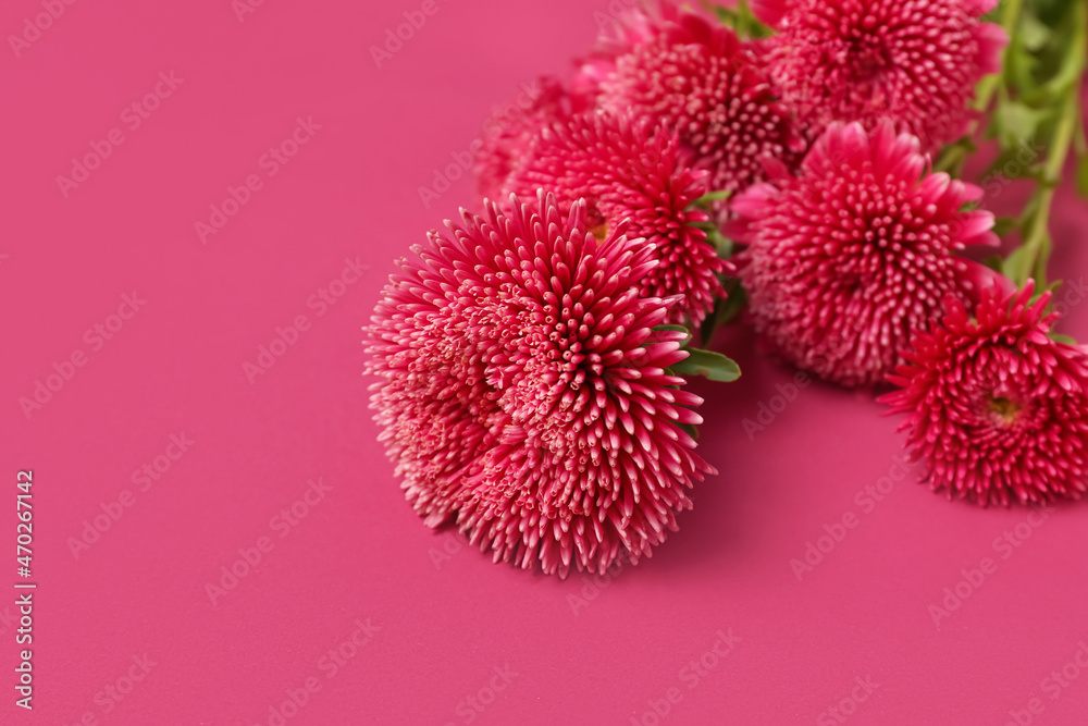 Beautiful aster flowers on pink background, closeup Beautiful aster flowers on pink background, closeup