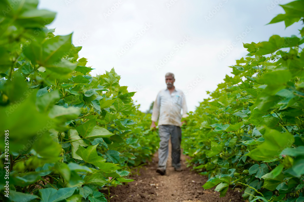 Young indian farmer standing in cotton agriculture field.