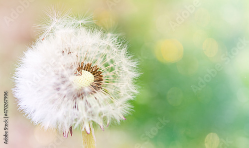 white  fluffy dandelion seeds close up  natural background
