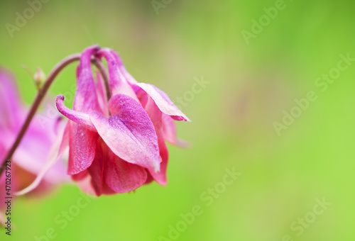 big aquilegia flower close up  fto with place for text