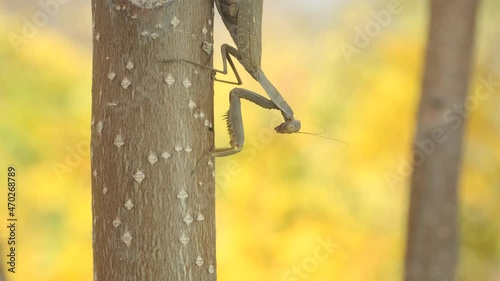 Praying mantis sits on branch in background of autumn yellow leaves. Transcaucasian tree mantis (Hierodula transcaucasica). Close-up of mantis insect photo