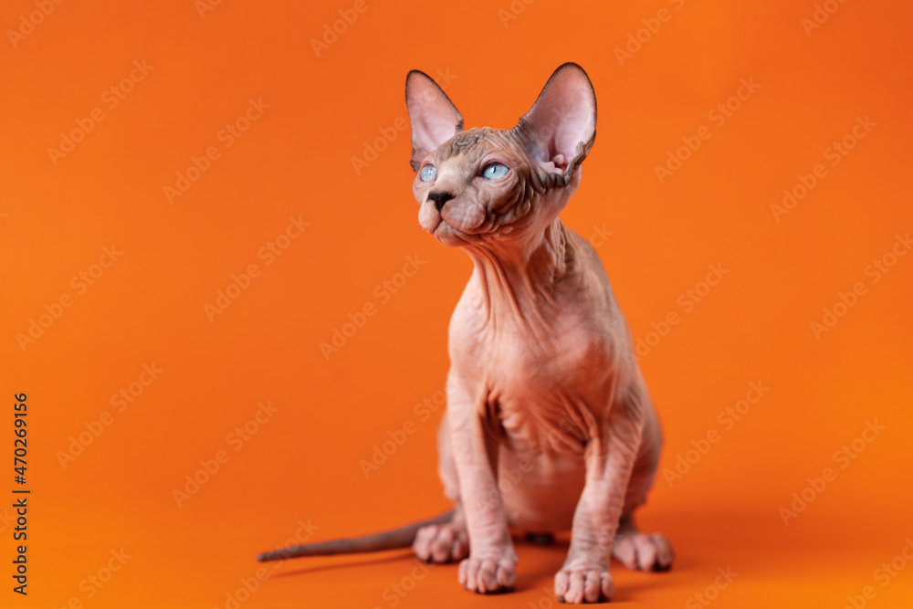 Adorable Canadian Sphynx kitten with wrinkled skin of chocolate mink and white color, blue eyes and disproportionately large ears sitting on orange background, looking up. Age of male cat is 4 months.