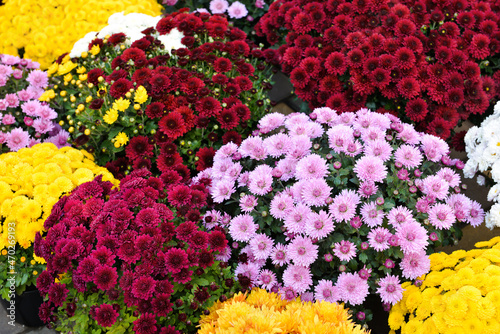 Colorful chrysanthemum flowers outdoors © Pixel-Shot