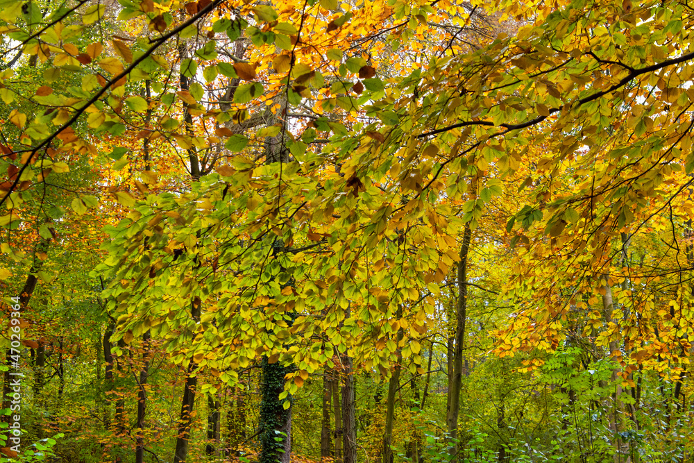 Beautiful autumn leaves, Oxfordshire, UK Beautiful autumn leaves, Oxfordshire, UK