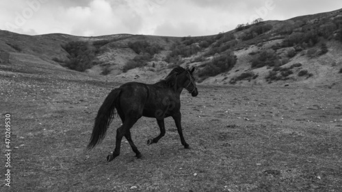 black horse on a mountain pasture