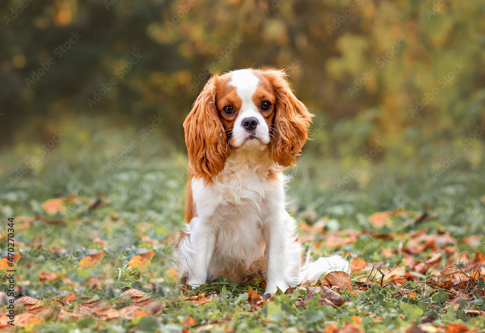 cavalier king charles spaniel blenheim in the park in autumn on the grass among red leaves cavalier king charles spaniel blenheim in the park in autumn on the grass among red leaves