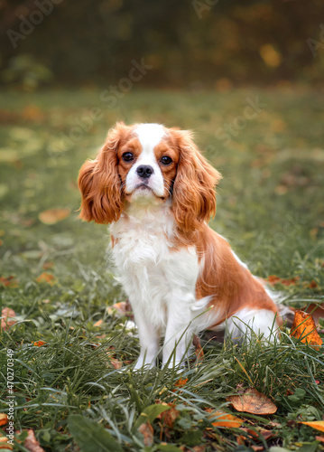 Fotografia cavalier king charles spaniel blenheim in the park in autumn on the grass among