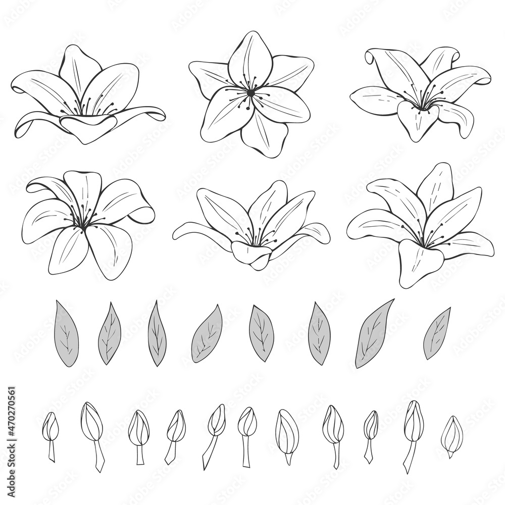 set of monochrome hand drawn lilies, leaves and buds. Floral objects. Isolated on white. Vector