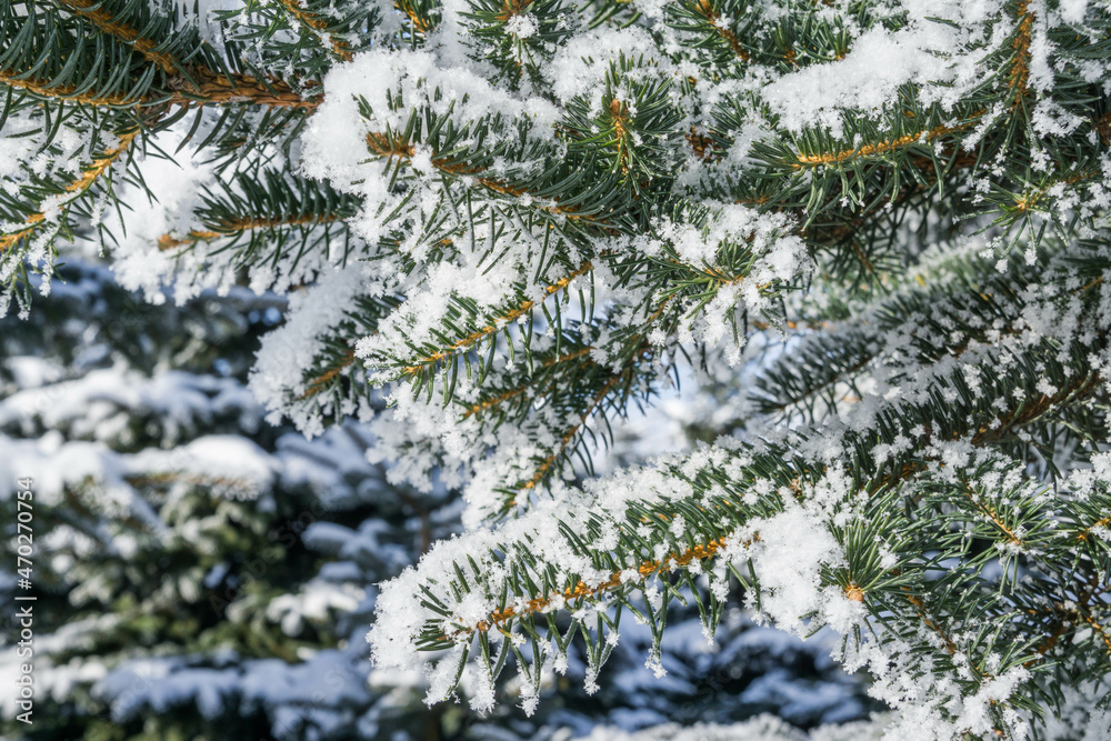 The branches of the Christmas tree in the snow The branches of the Christmas tree in the snow