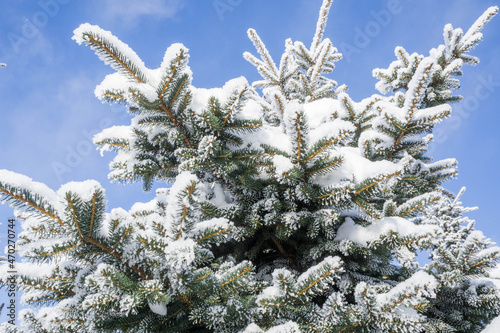 The branches of the Christmas tree in the snow