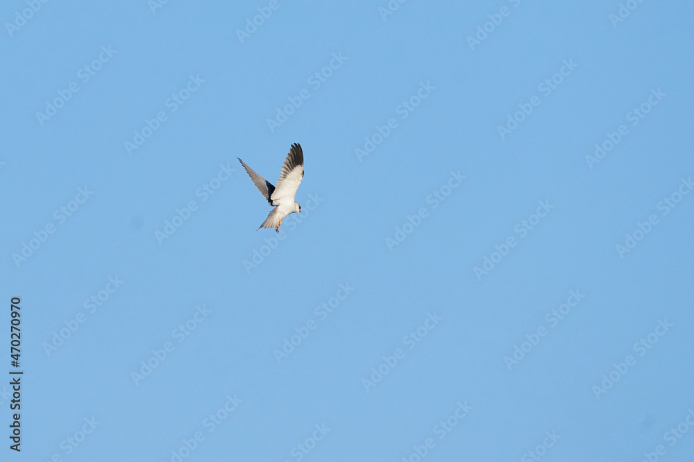 Long Legged Buzzard flying in the sky, Agamon Hula, Israel