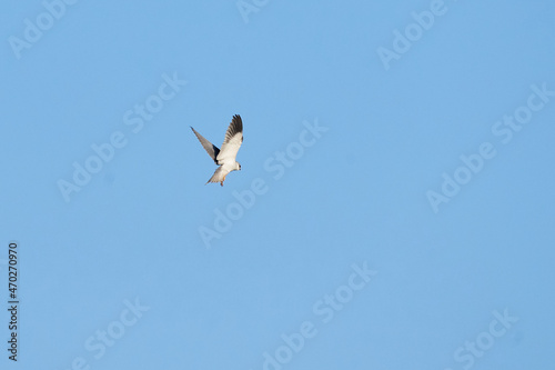 Long Legged Buzzard flying in the sky, Agamon Hula, Israel © em