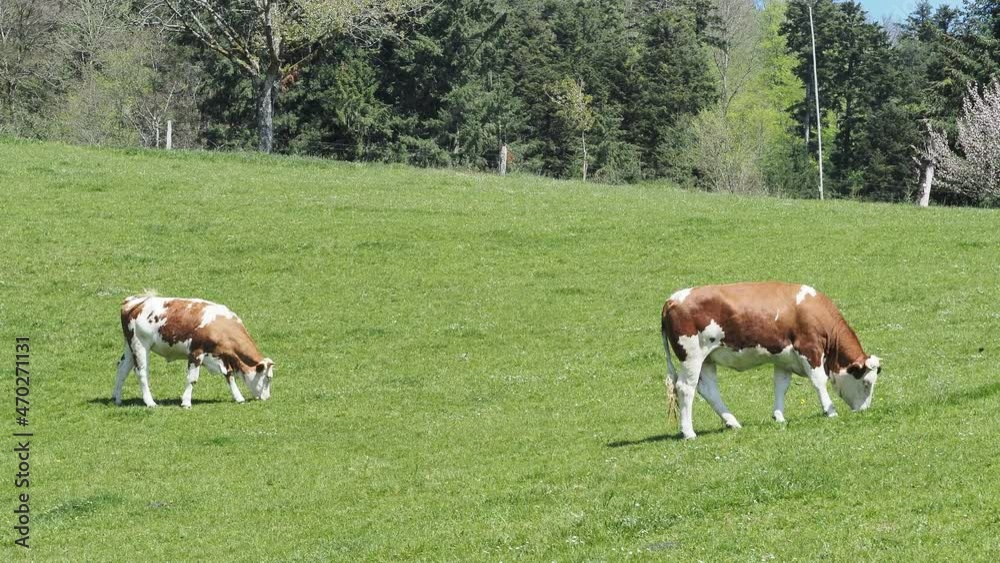 (Bos taurus) Ein Rindfleisch und Kalb auf eine Weide grasen im Schwarzwald (Bos taurus) Ein Rindfleisch und Kalb auf eine Weide grasen im Schwarzwald