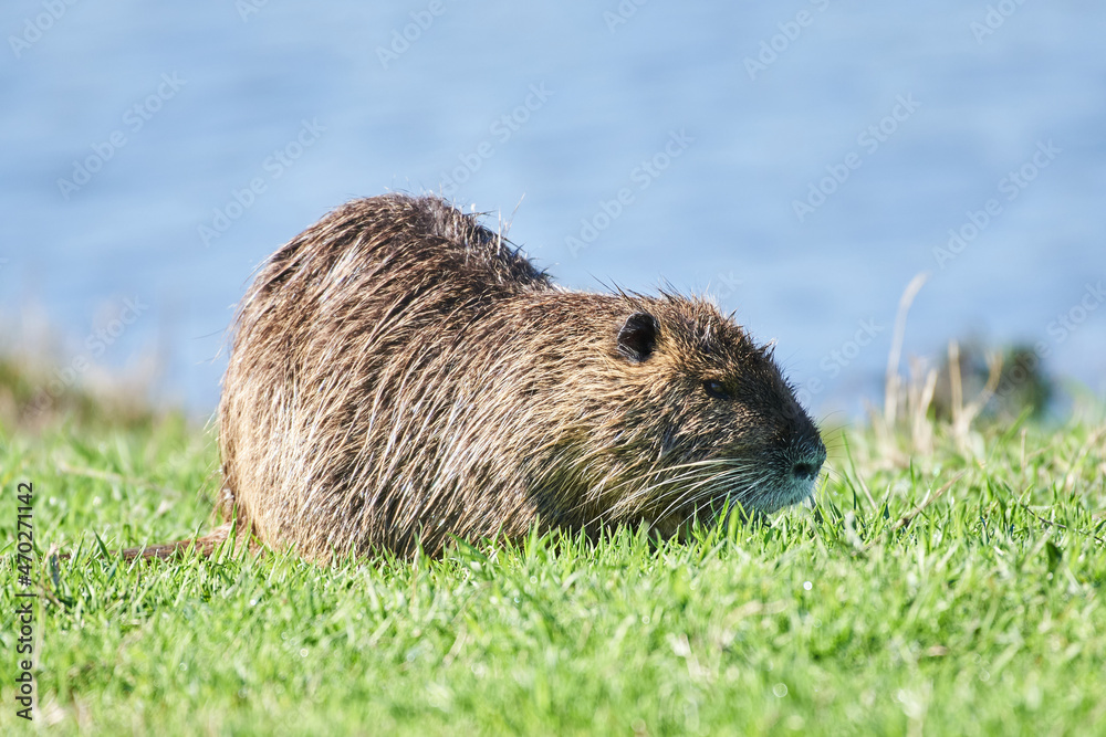 Coypu, also known as the nutria on the grass, Agamon Hula, Israel Coypu, also known as the nutria on the grass, Agamon Hula, Israel
