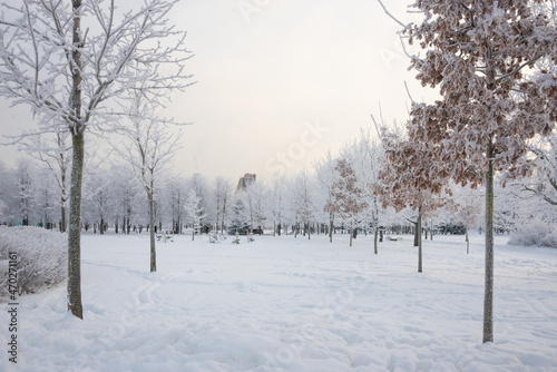 Winter landscape, trees in the snow © Galina