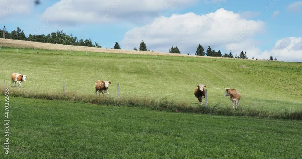 Junge Kälber in einem Schwarzwaldfeld in Deutschland Junge Kälber in einem Schwarzwaldfeld in Deutschland
