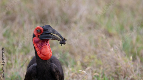 southern ground hornbill with a dung beetle catch