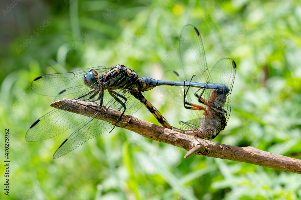 Male and female african dragonflies mating Male and female african dragonflies mating