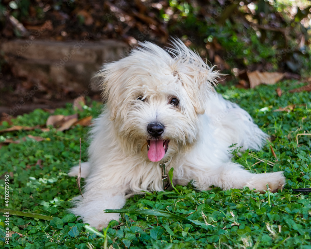 White dog with tongue out outdoor