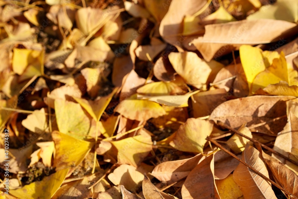 autumn leaves background autumn leaves background