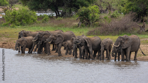 A large breeding herd of african elephants at a waterhole
