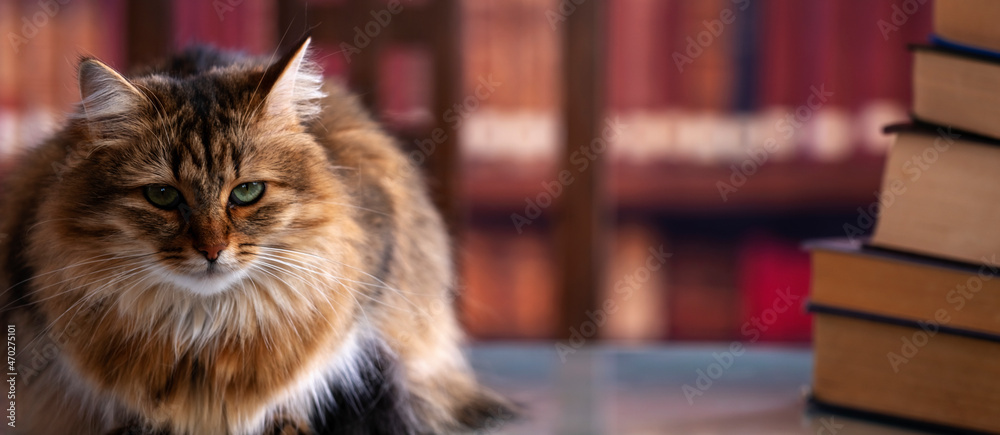 Funny image: cat in the library. Humorous portrait of scientific caе guards books. Funny image: cat in the library. Humorous portrait of scientific caе guards books.