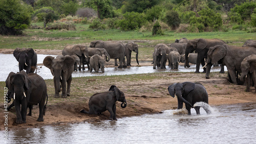 A large breeding herd of african elephants at a waterhole