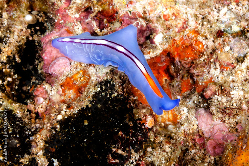 Plattwürmer werden oft mit Meersschnecken verwechselt photo