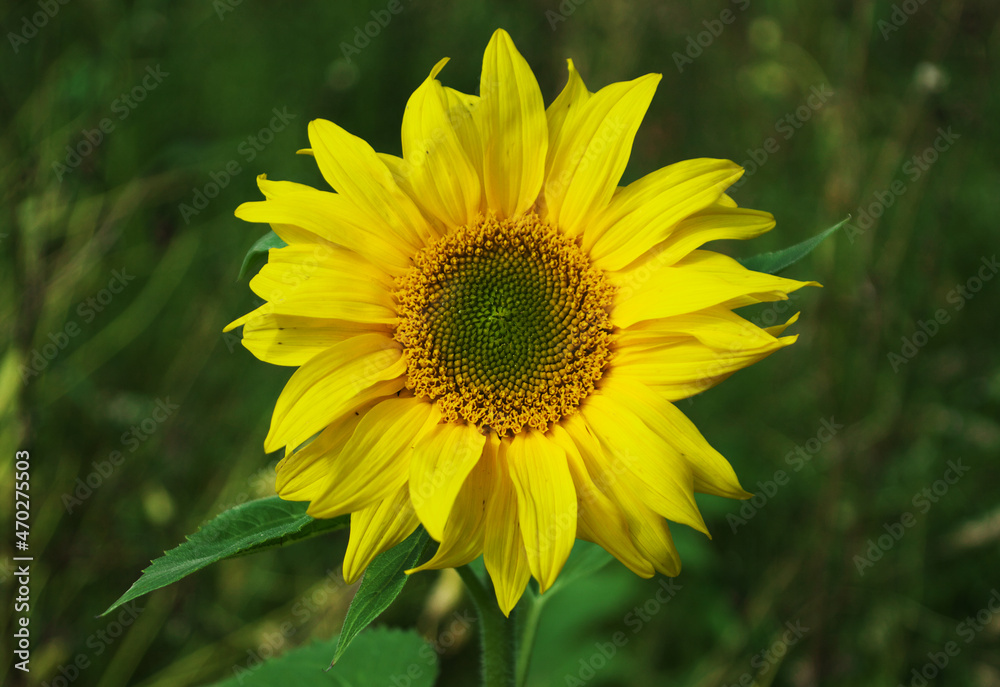 Fototapeta premium Sonnenblume