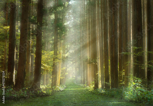 木洩れ日射す朝散歩