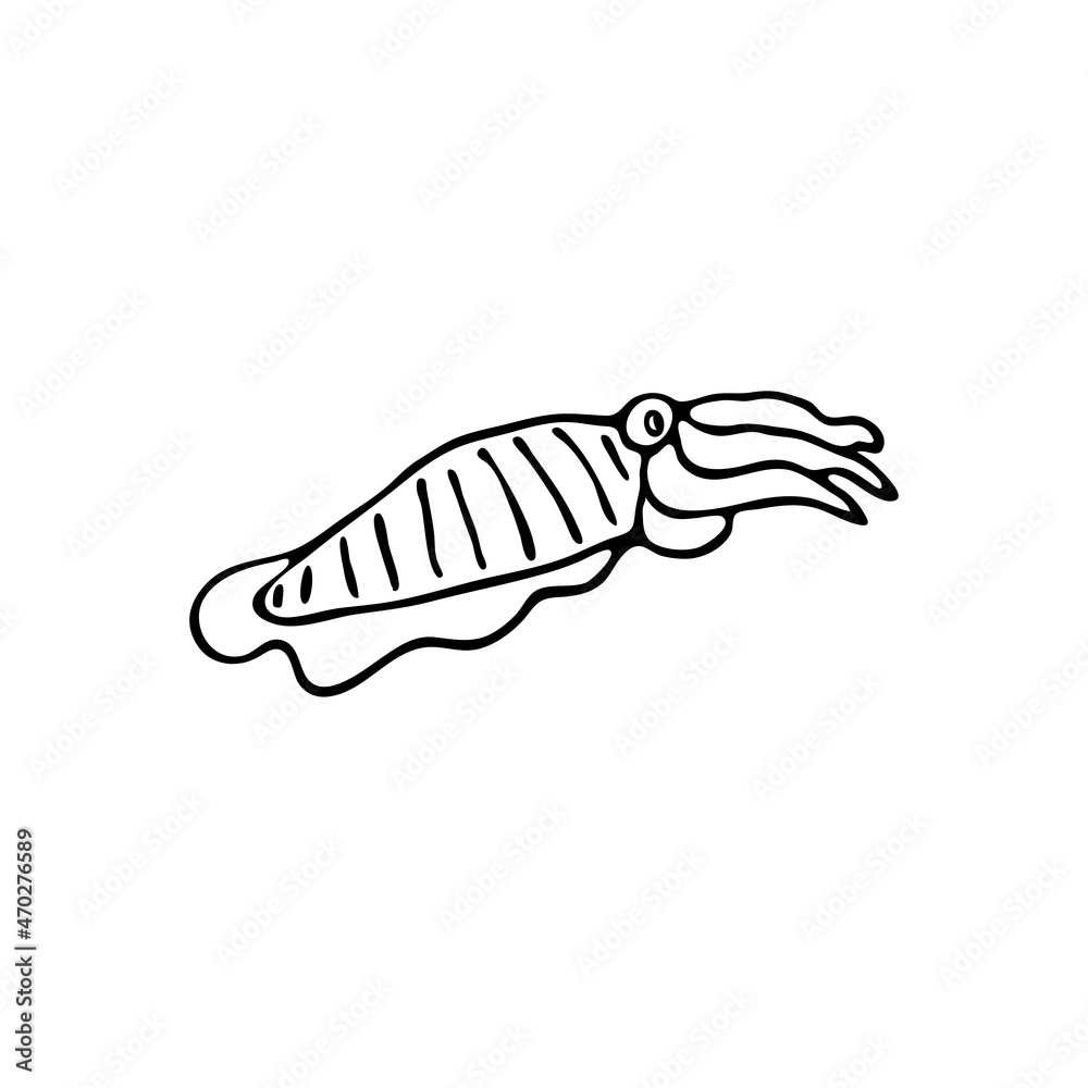 Doodle sea cuttlefish. Inhabitant of the coral reef. Mollusk animal of the ocean, seabed, oceanarium. Hand drawn thin line art vector illustration. Isolated simple element. Doodle sea cuttlefish. Inhabitant of the coral reef. Mollusk animal of the ocean, seabed, oceanarium. Hand drawn thin line art vector illustration. Isolated simple element.