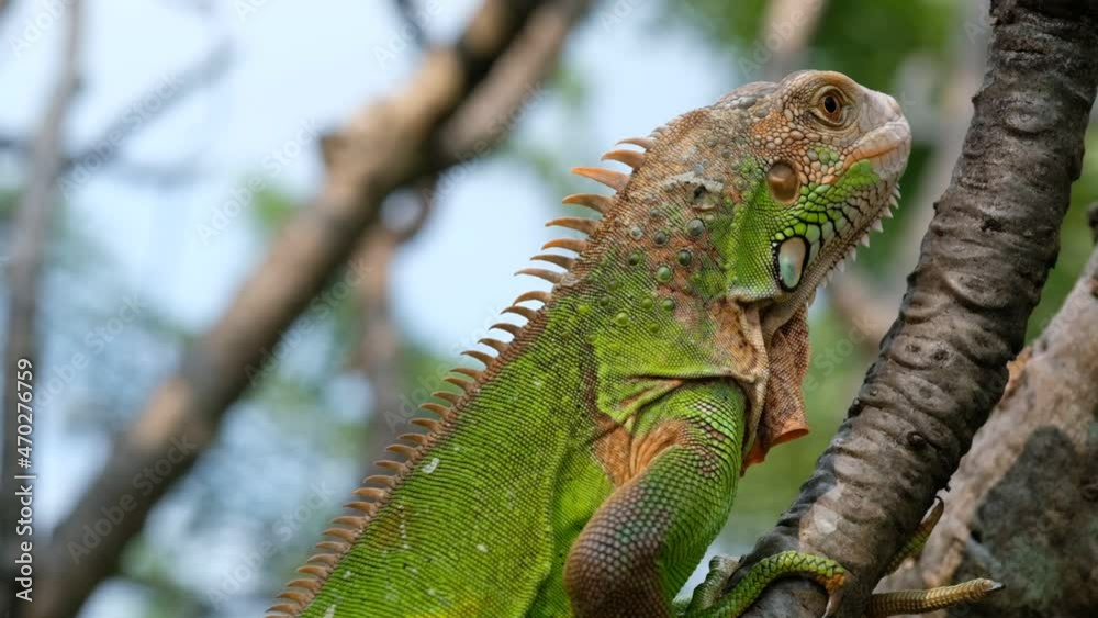 lizard, animal, green lizard with blur background
lizard, animal, green lizard with blur background