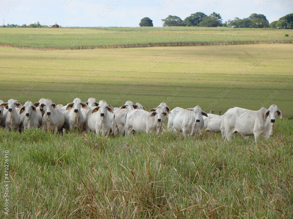 Fototapeta premium vacas da raça brahman