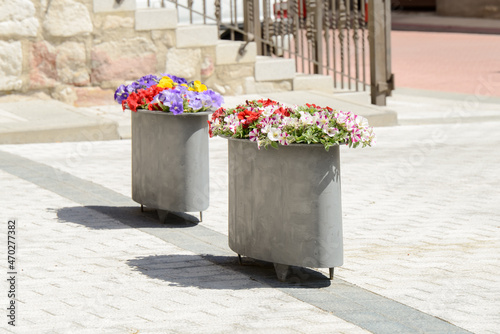Gray painted iron planter with petunias next to another above ground planter on the street on a sunny summer day. petunia × atkinsiana surfinia. photo