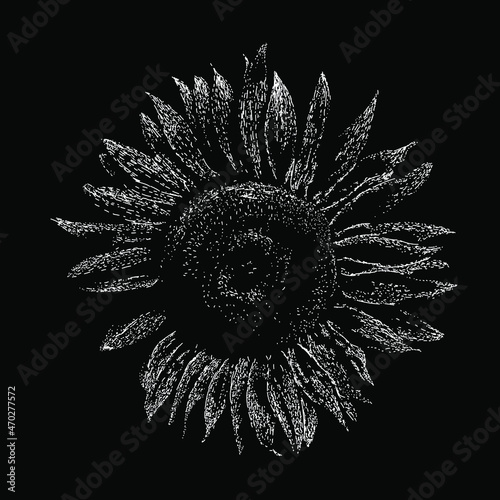 common sunflower vector hand drawing illustration in scratch style. vector isolated element on the white background