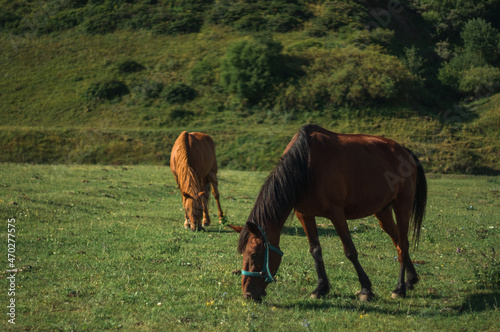 horseы eats grass in a high-altitude pasture